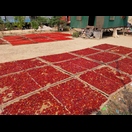 Paprika trocknet in der Sonne